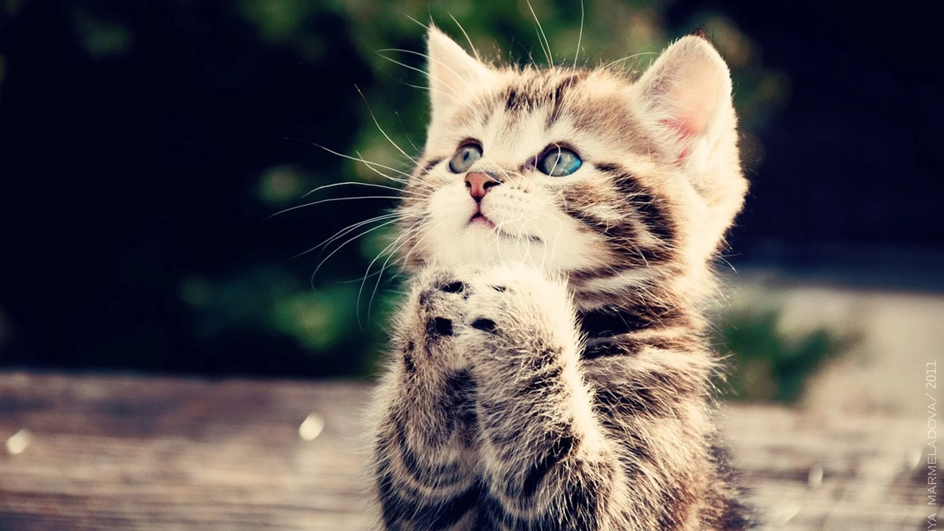Toxoplasmosis, also found in cat litter boxes!