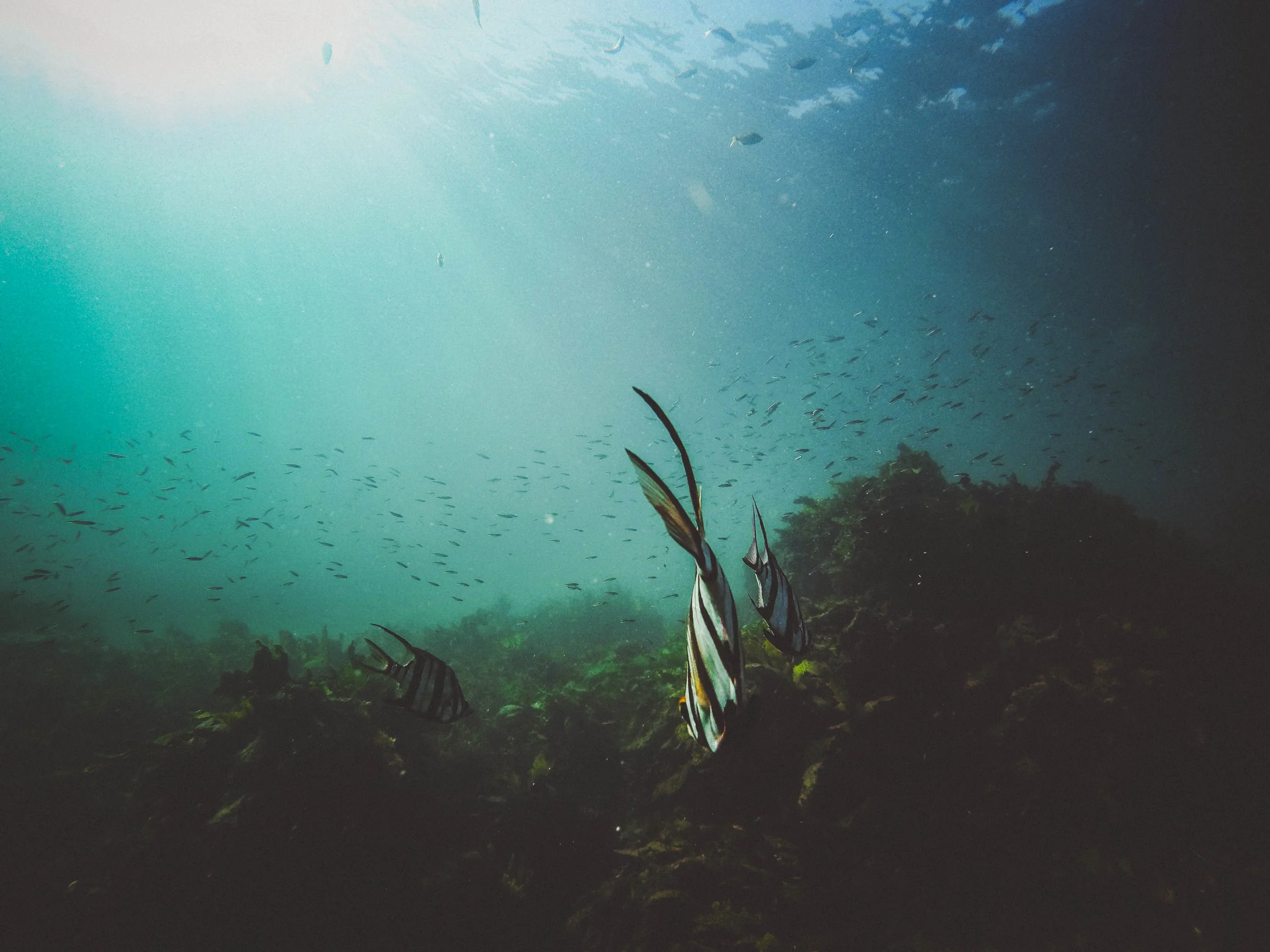 Ep. 99 - A Fish Story