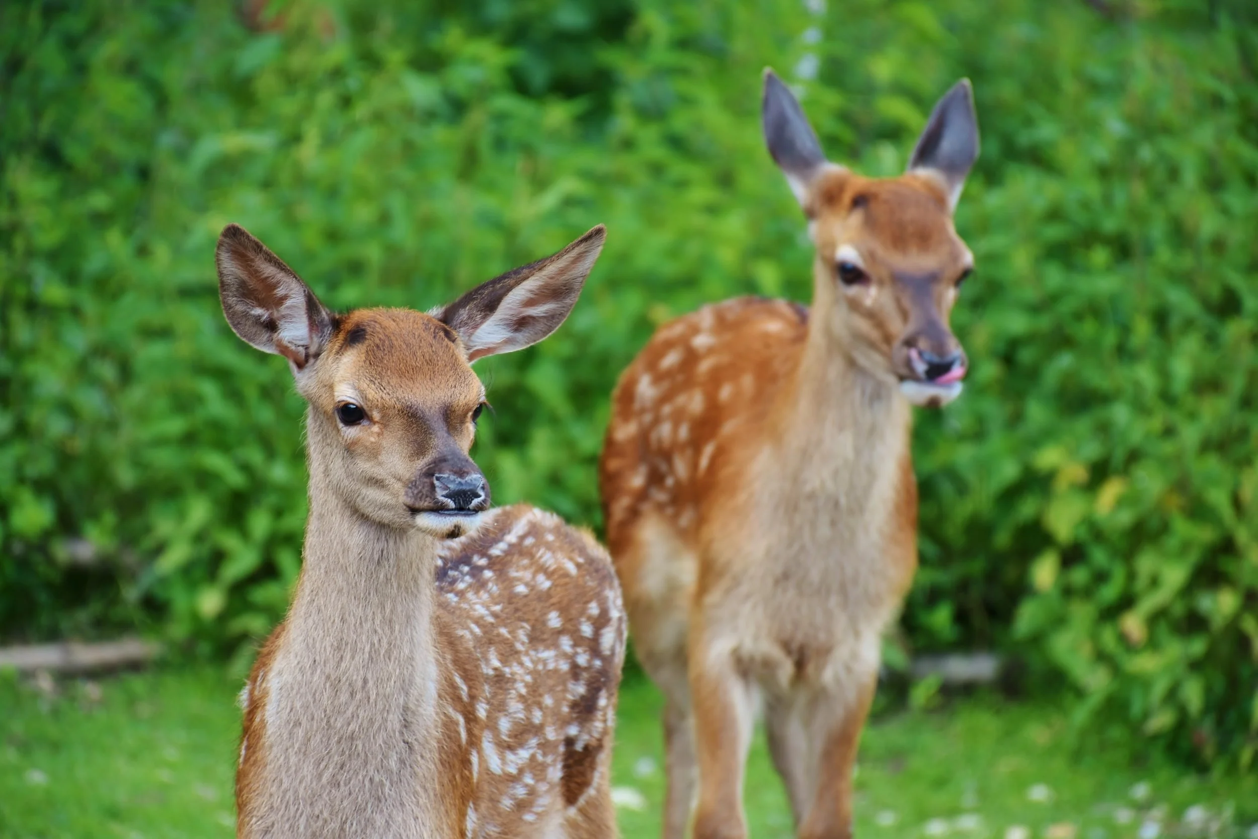 Ep. 242 - Iktomi and The Fawn