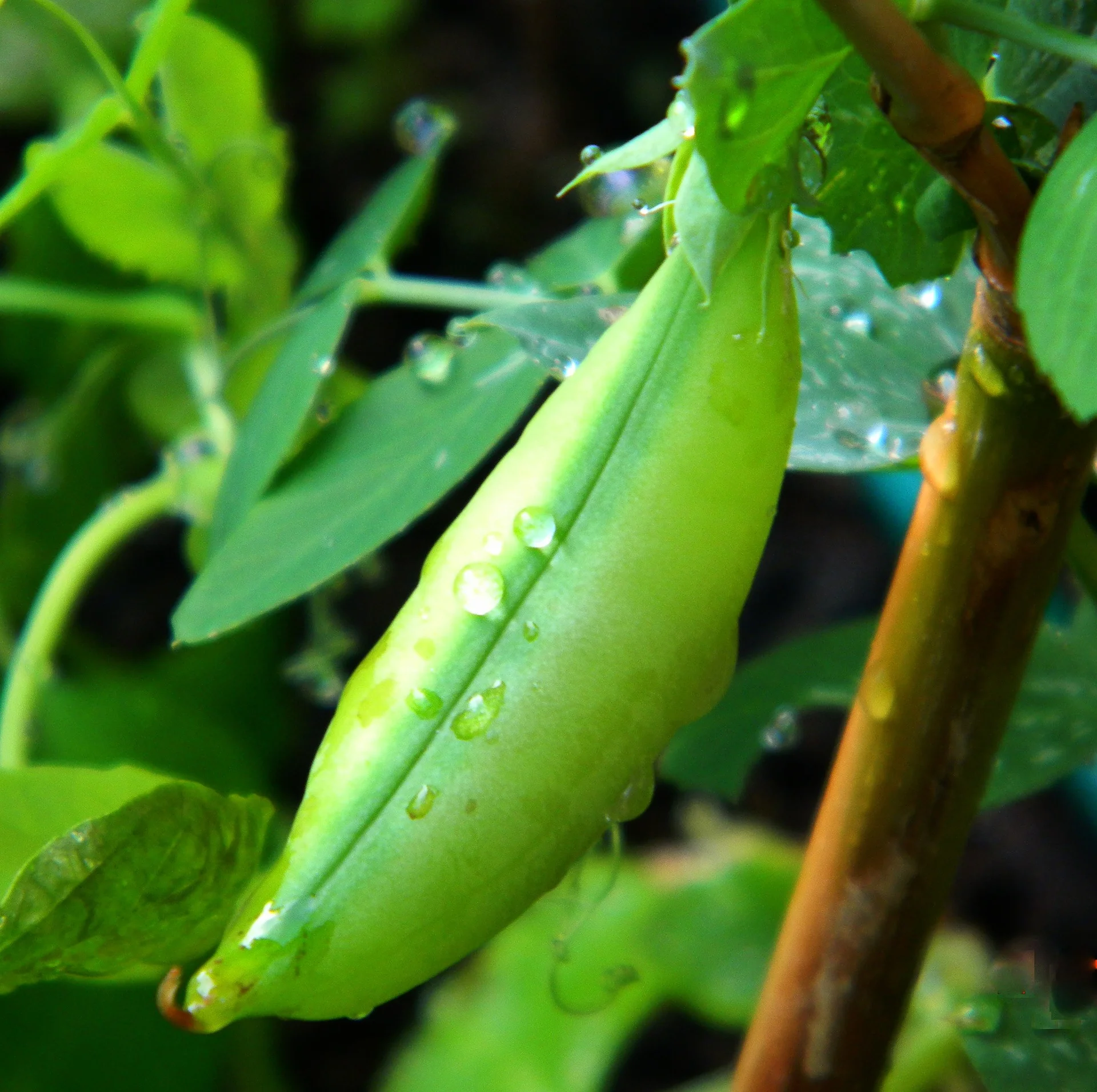 beans-2385709_1920.jpg