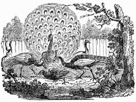 jackdaw-and-peacocks.jpg