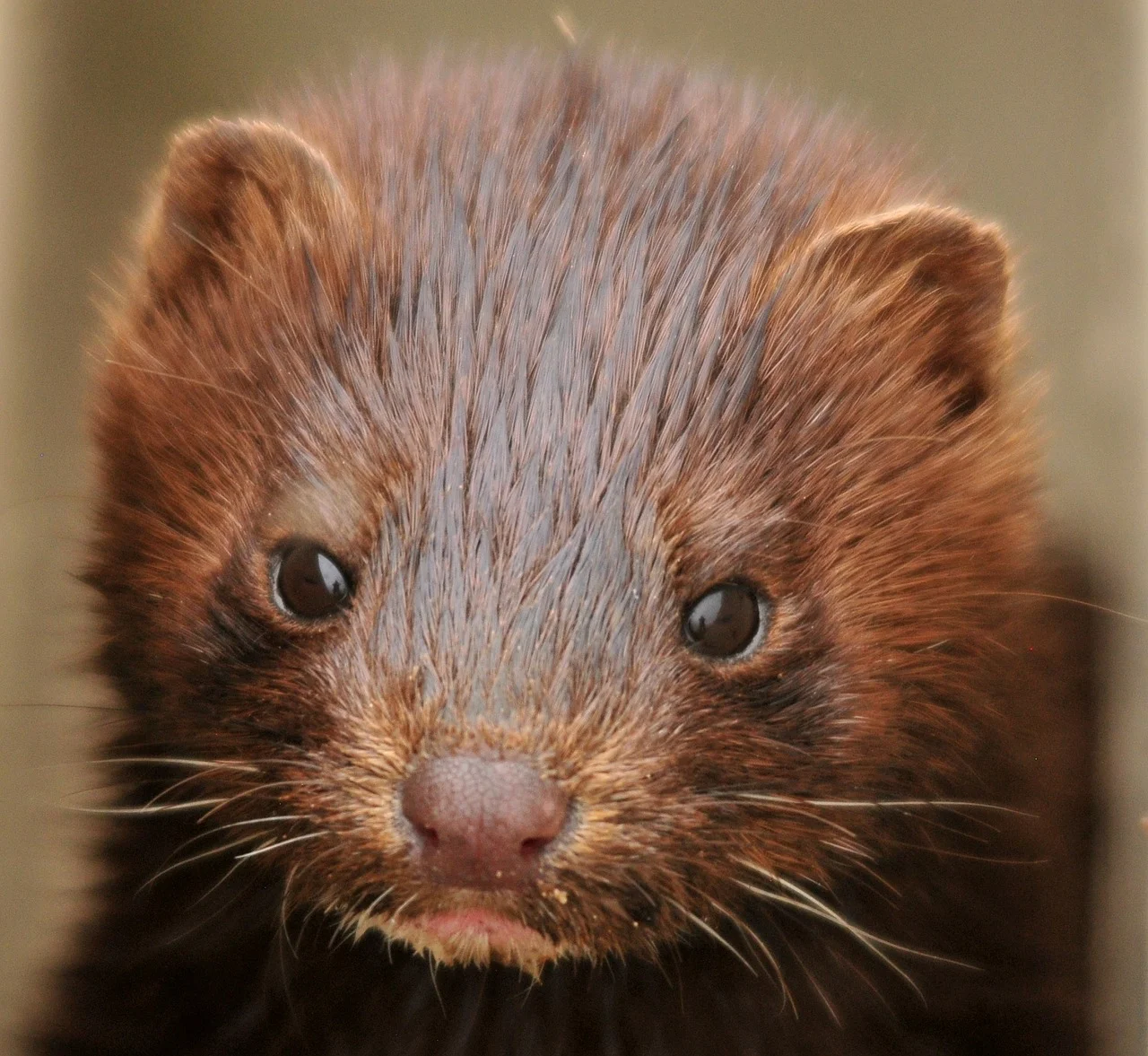 mink-934581_1280.jpg