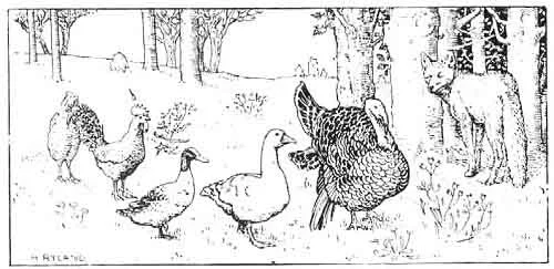 henny-penny.jpg