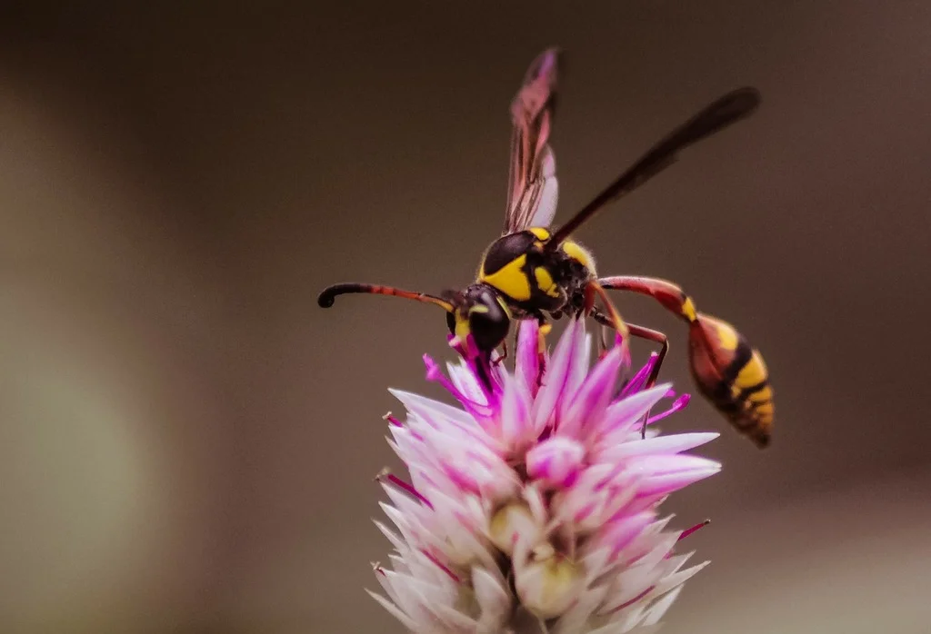 Wasps insects flowers..jpg
