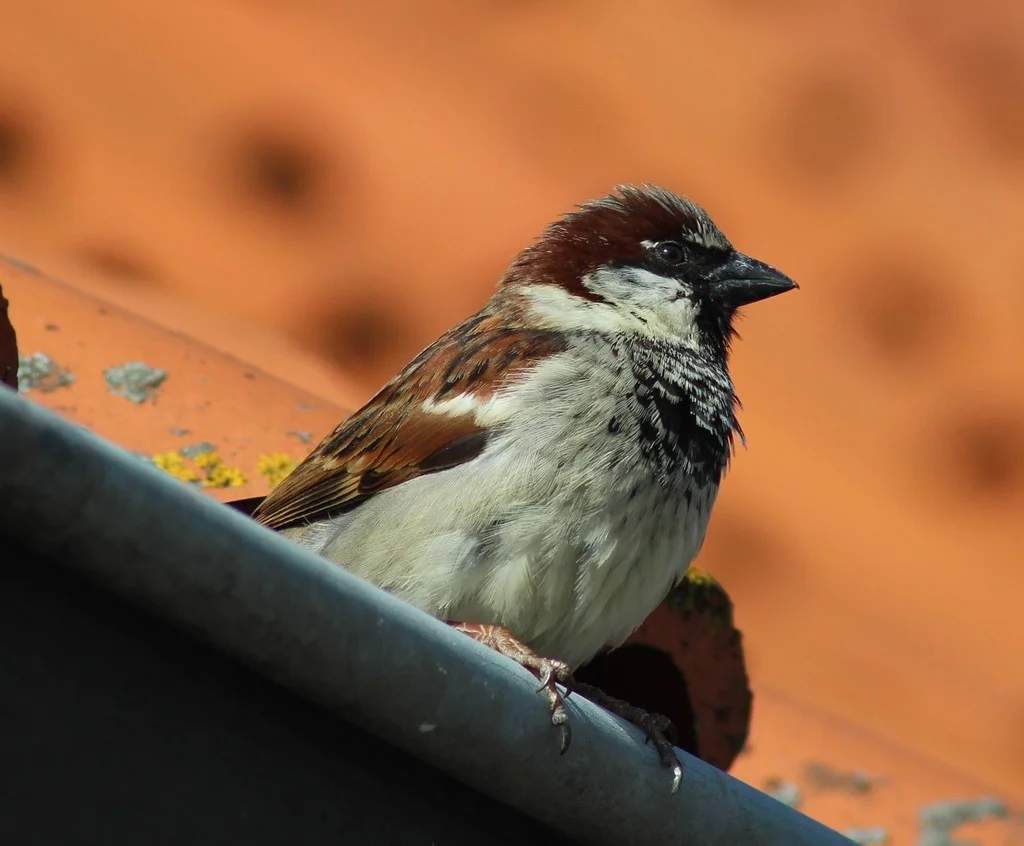 House sparrow bird sparrow, animals..jpg