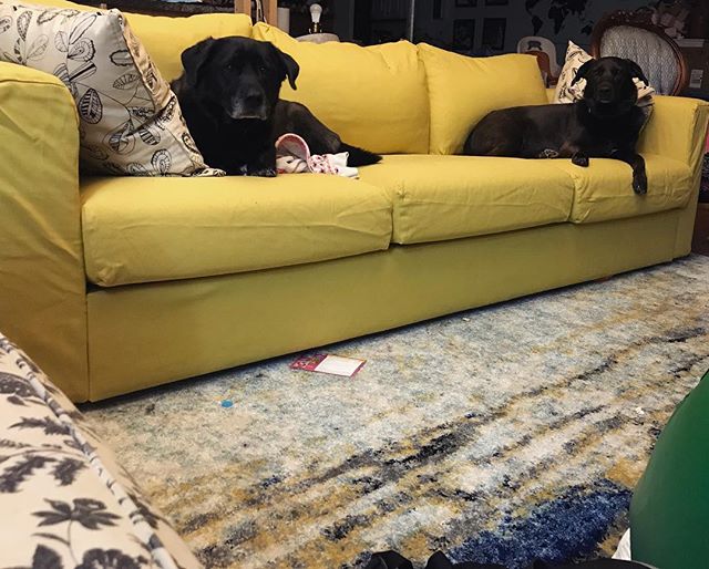 The dogs seem to approve of the new couch. #dogsofinstagram