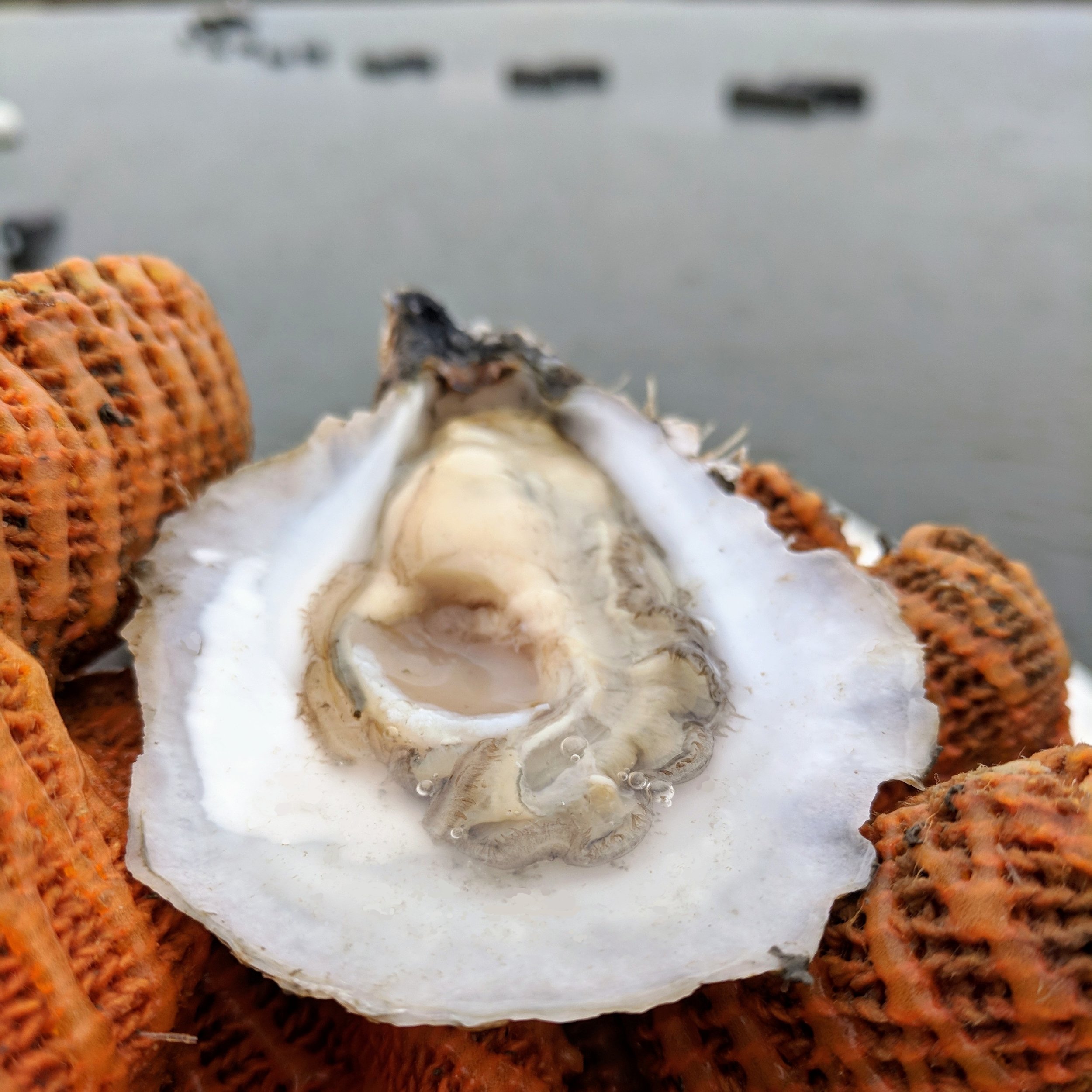 What Goes into Calculating Oysters Price? Here's What You Need to Know