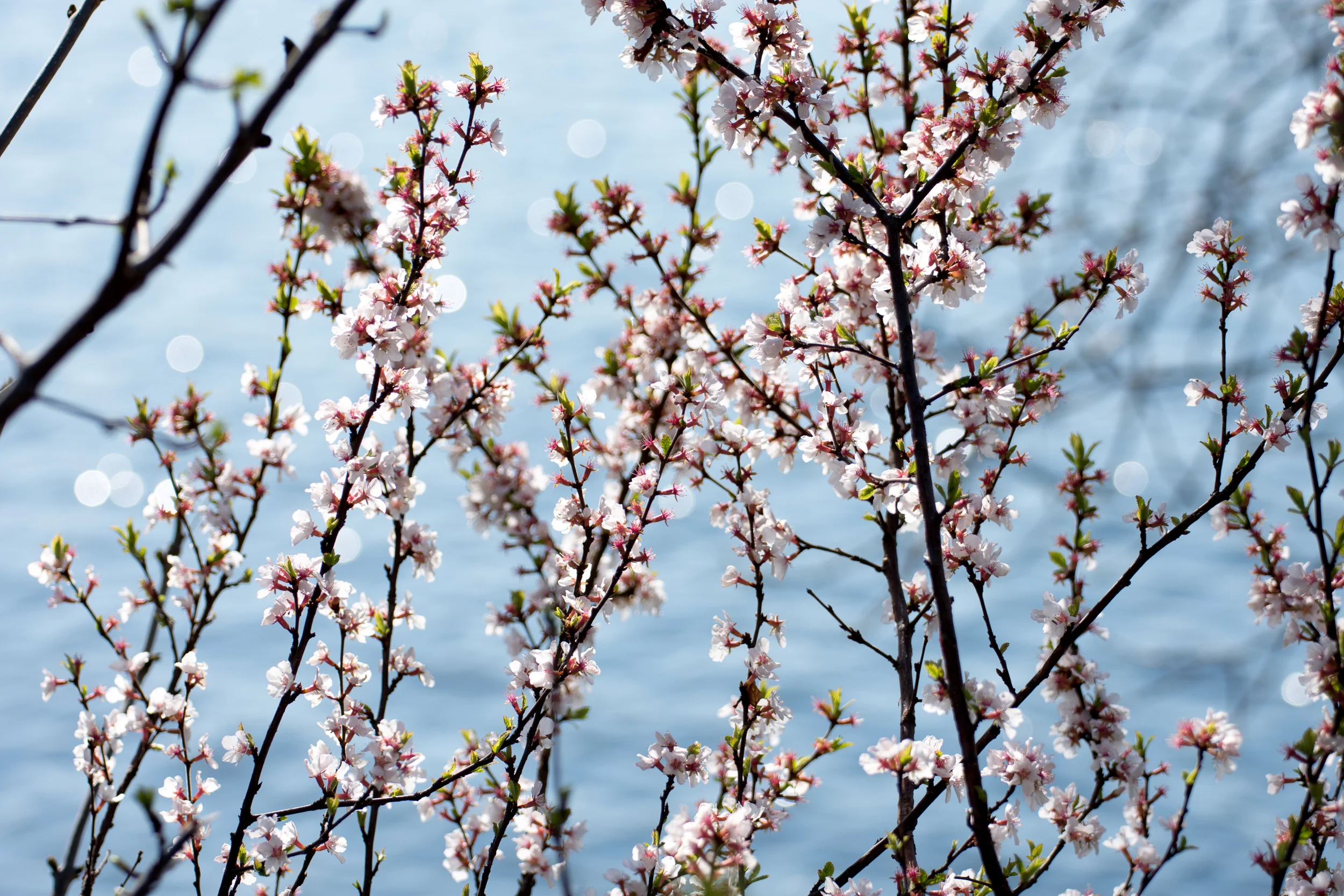 Suddenly Spring