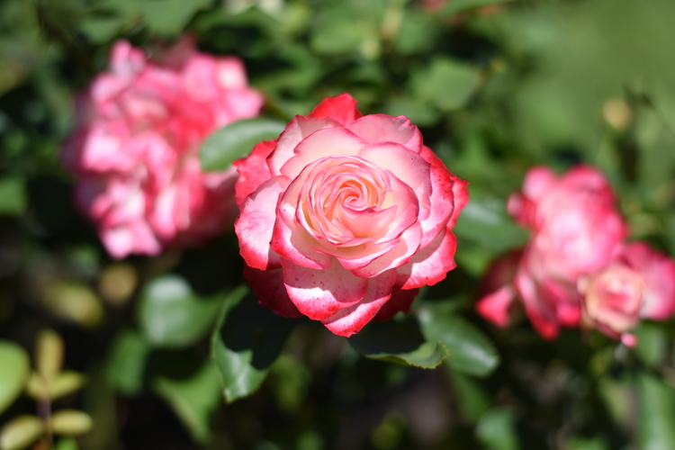 Late Summer at the Rose Gardens