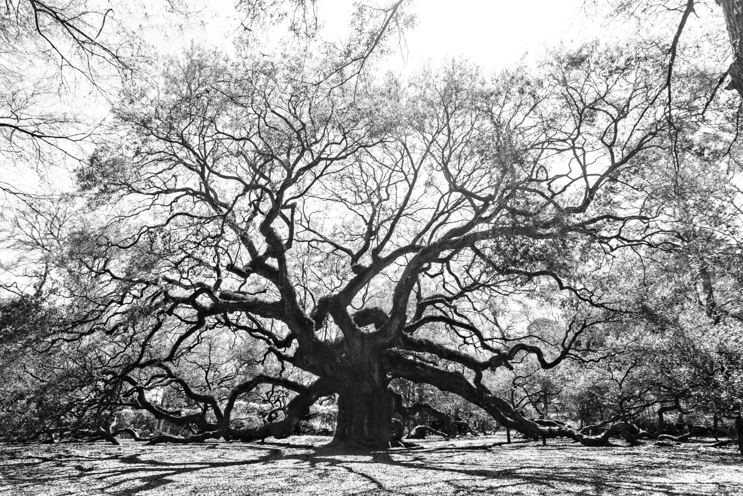 Angel Oak - South Carolina