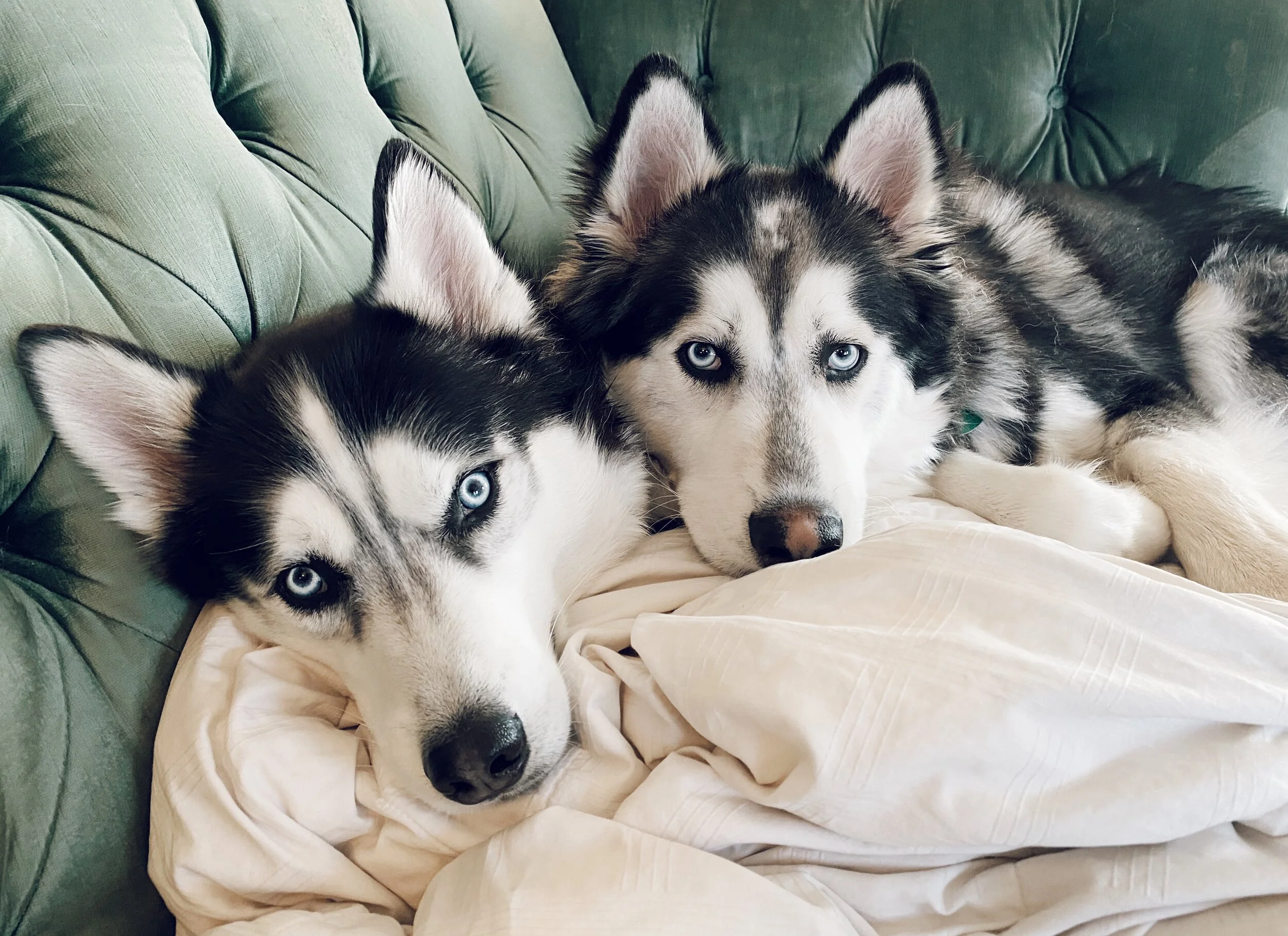 Apollo &amp; Koda