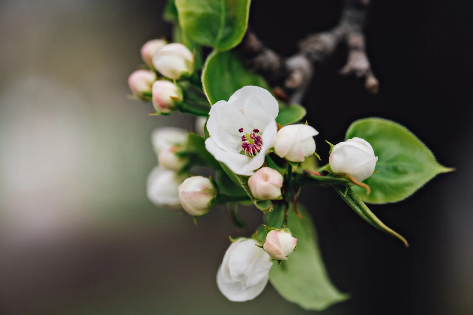 Spring
