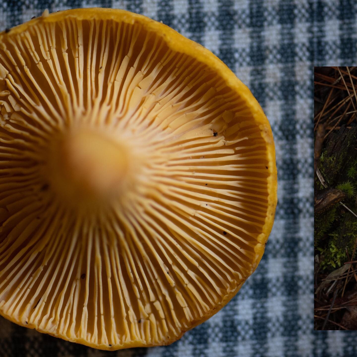 Is there a more perfect mushroom than a chanterelle?