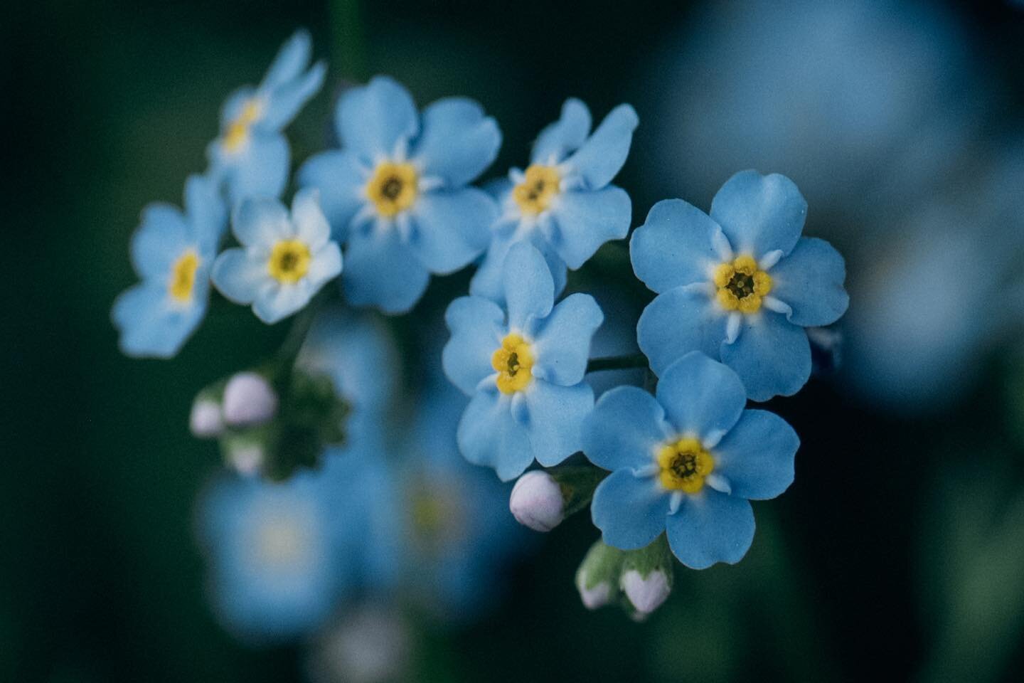 Forget-Me-Nots on the North Shore ❤️ I adore this tiny flower and will always stop to admire these teeny beauties