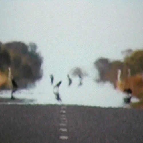 3 Video Works: Shaun Gladwell, Mischa Kuball, and Allan Giddy , Curated by Ihor Holubizky September 4 – October 11, 2008