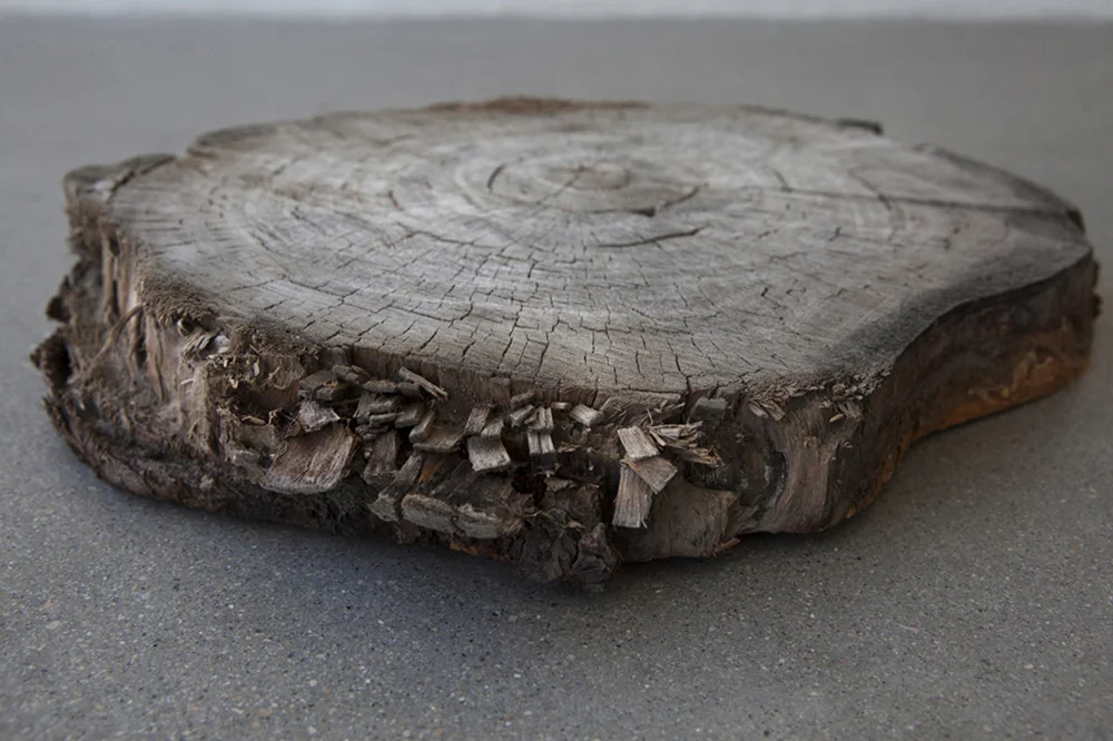 Divya Mehra. A civic death (in praise of the threat), thus coherence – of patriarchy, of ancestry, of narrative – is made by erasure and exclusion) OR nothing last forever, I hope you will consider the sensitivities of Hindus 2016, tree slab, 13 x 2.5 inches Image credit: Karen Ashe