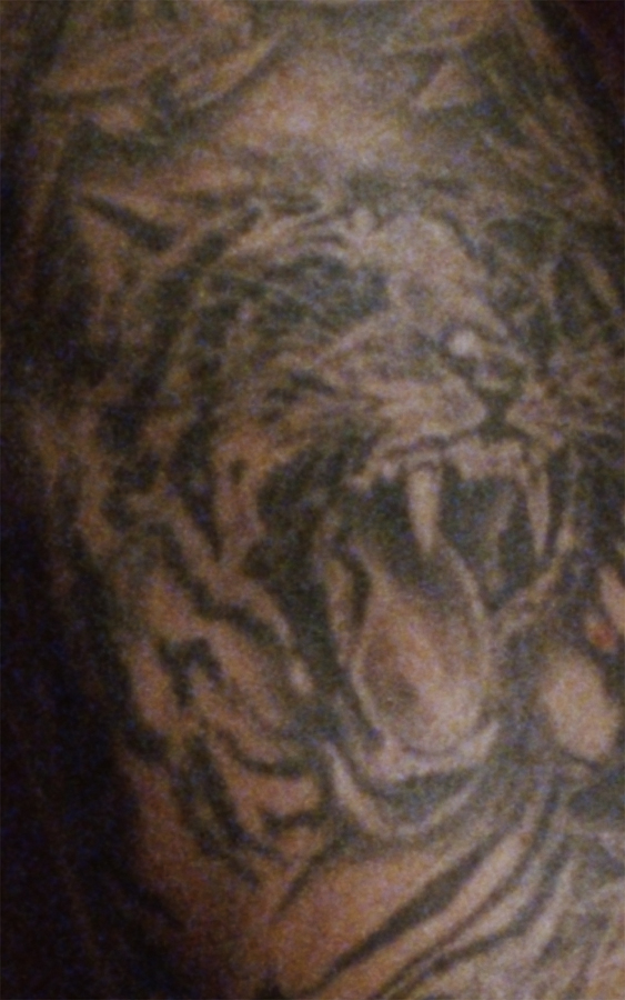 A Bestiary (tiger), 2013, 16mm film transferred to digital, video installation