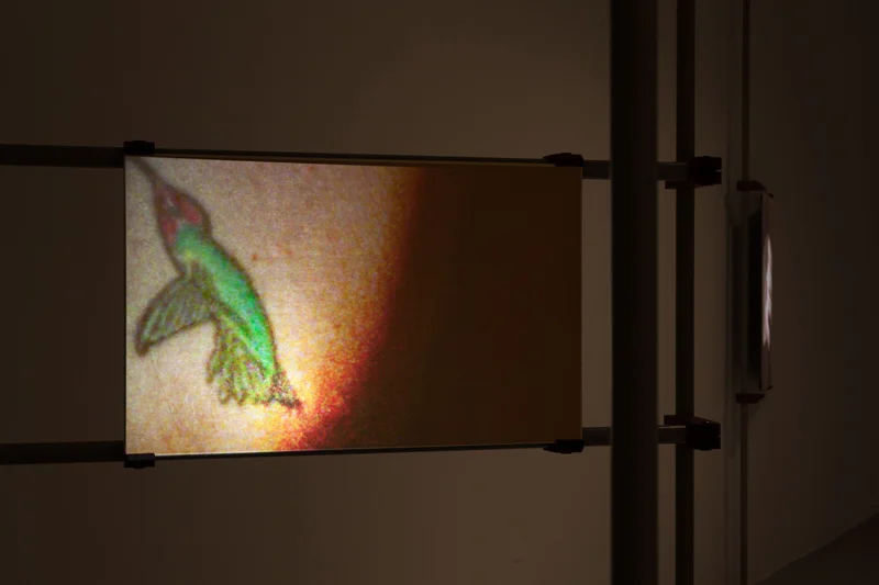 A Bestiary (hummingbird) (installation), 2013, 16mm film transferred to digital