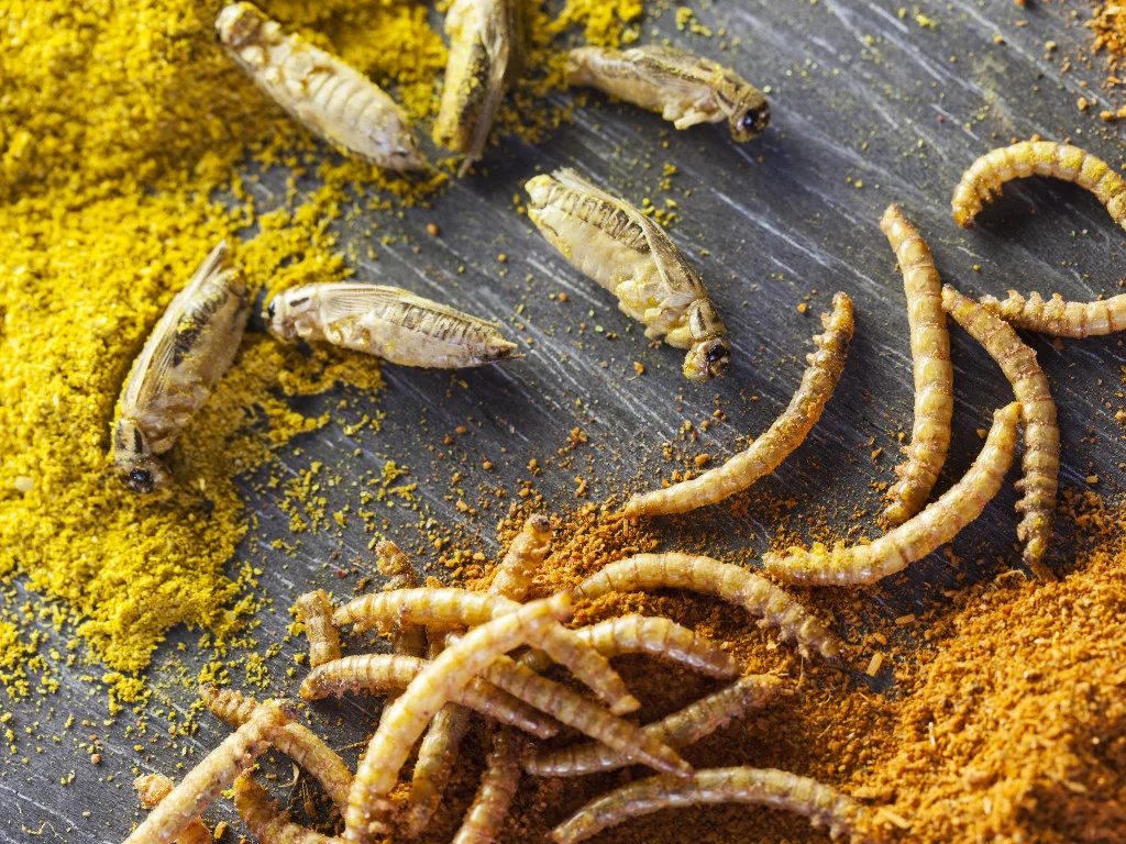 Insect flour