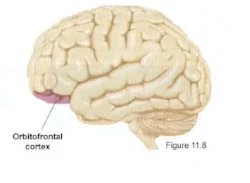 brain.jpg