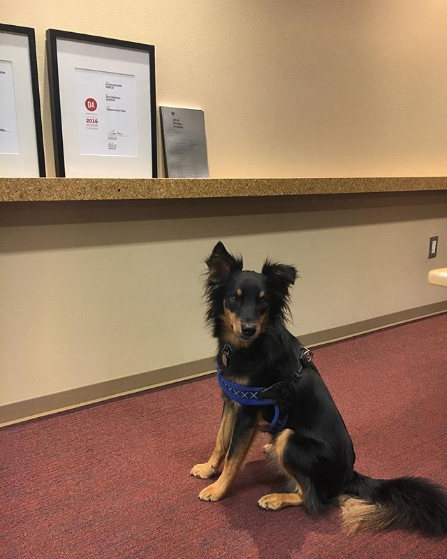 There’s a surprise visitor in the office this morning! She’s here to discuss her ideas for a custom dog house 🐶
——————————————— #cba #curryboudreaux #officedogs