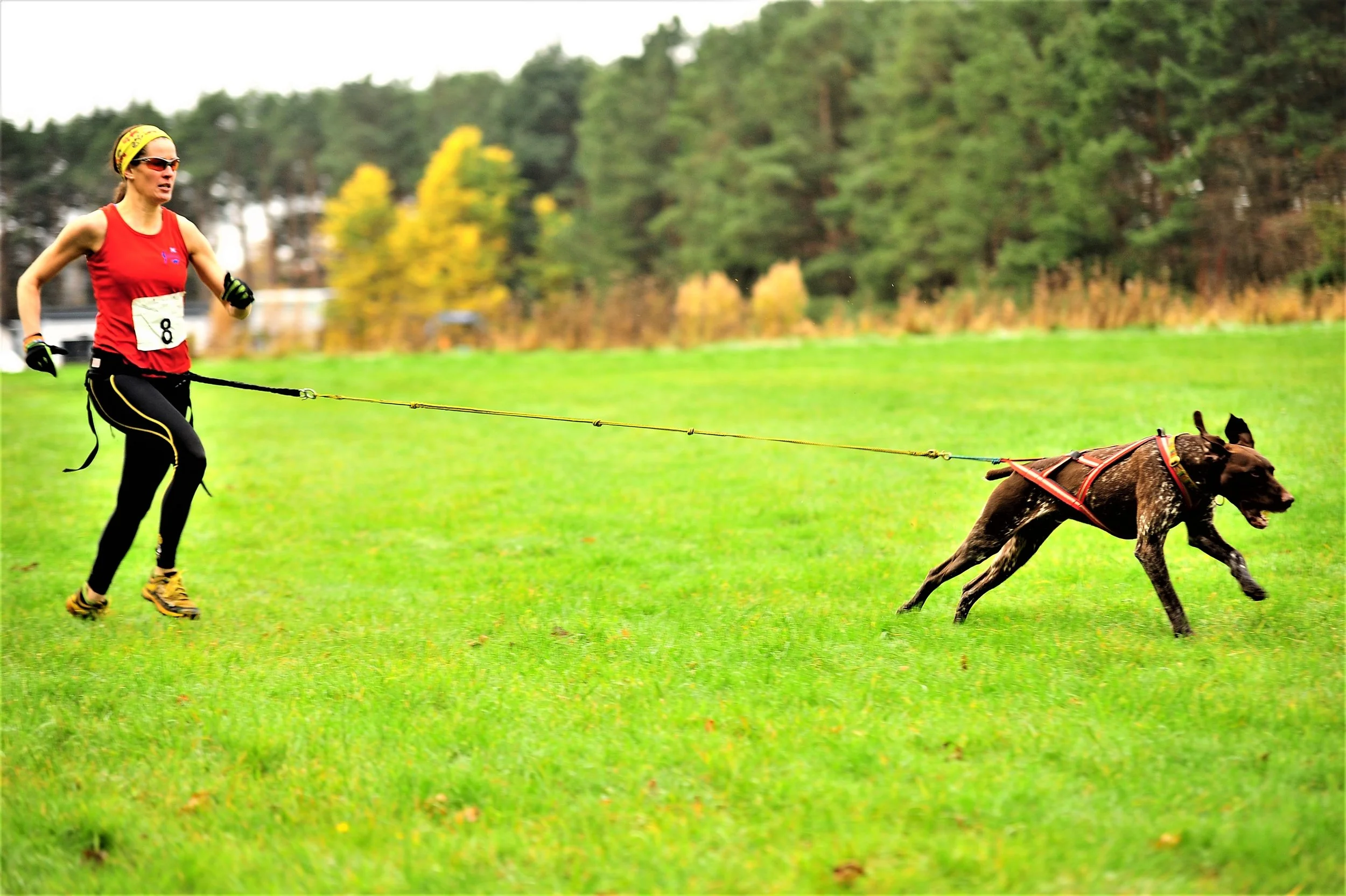 Zac and me racing to victory at Cani-Sports Edinburgh canicross race 2016, at Foxlake Adventures 