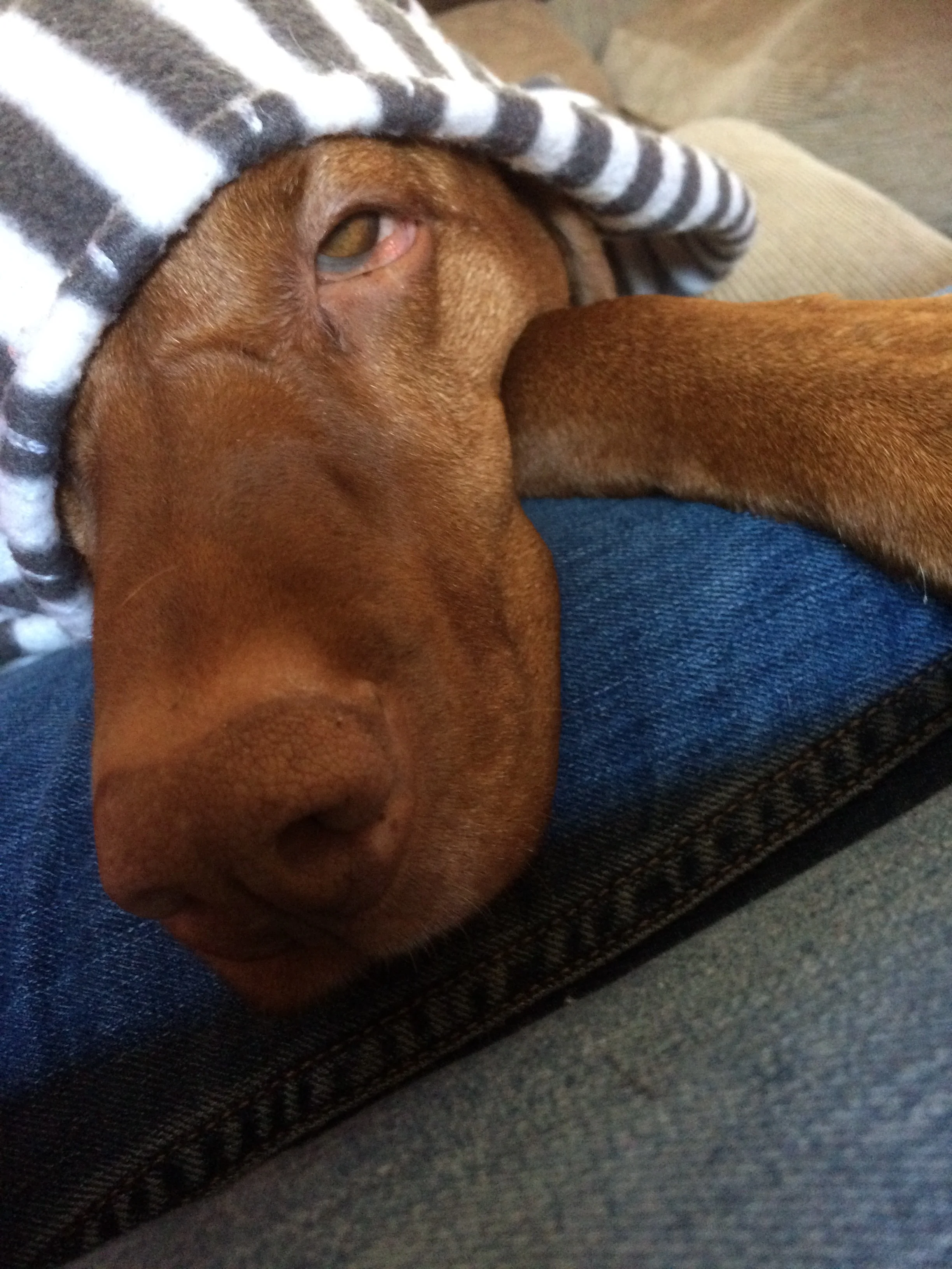 Jasper illustrating how horrendous I was feeling 
