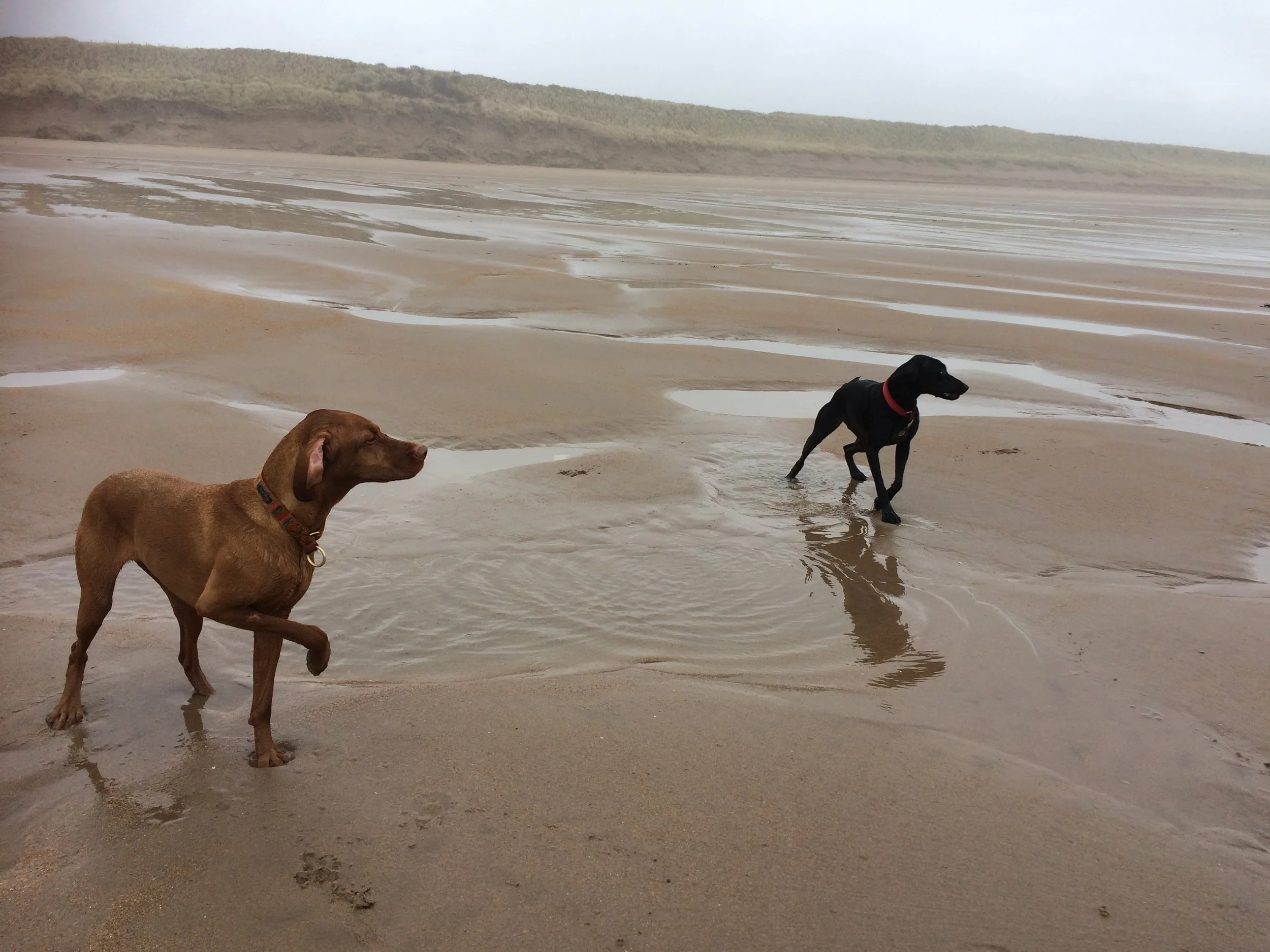 Jasper and Bo waiting patiently for a ball to be thrown on Tyninghame beach 