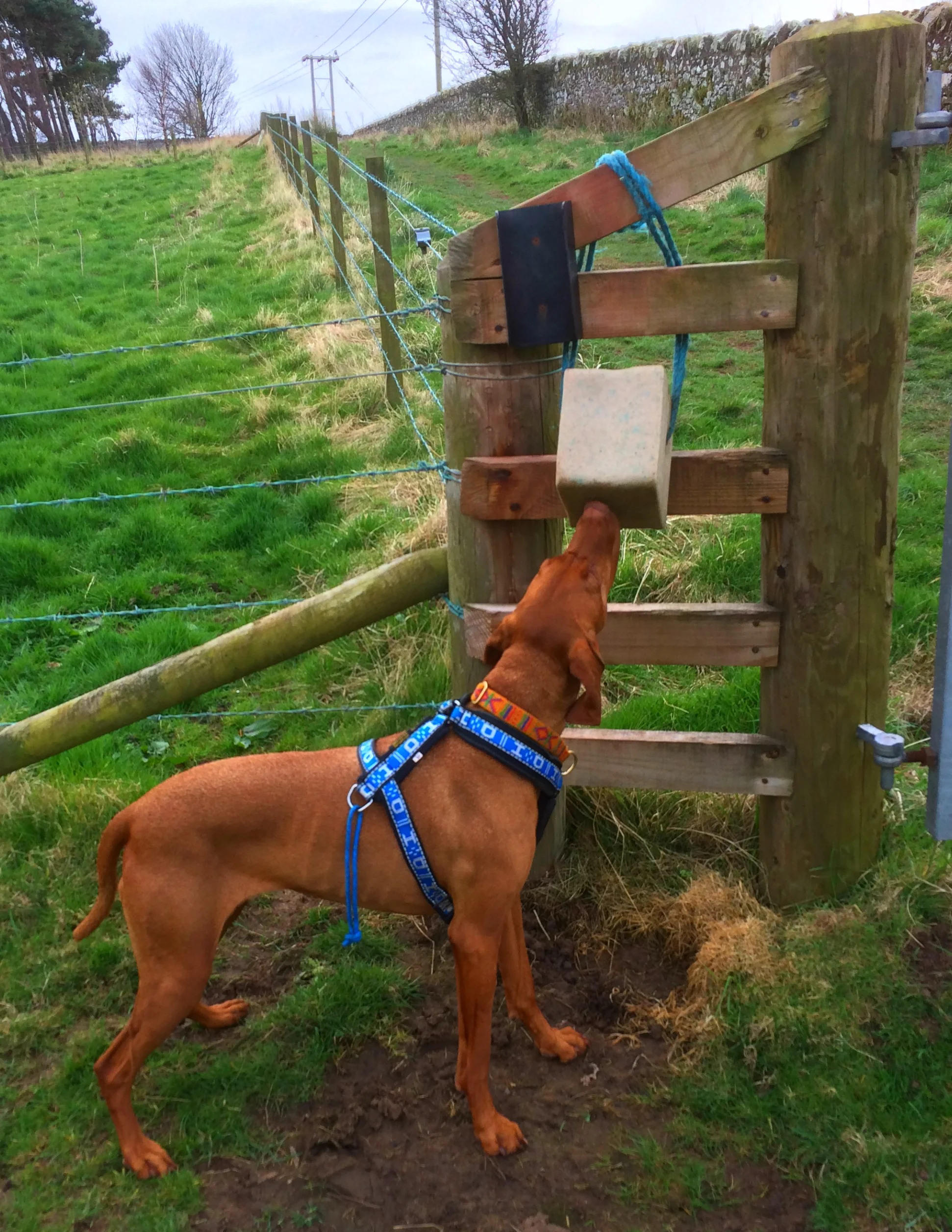Princess Jasper demonstrating the salt lick (please note this is actually bad for dogs so she wasn't allowed much).