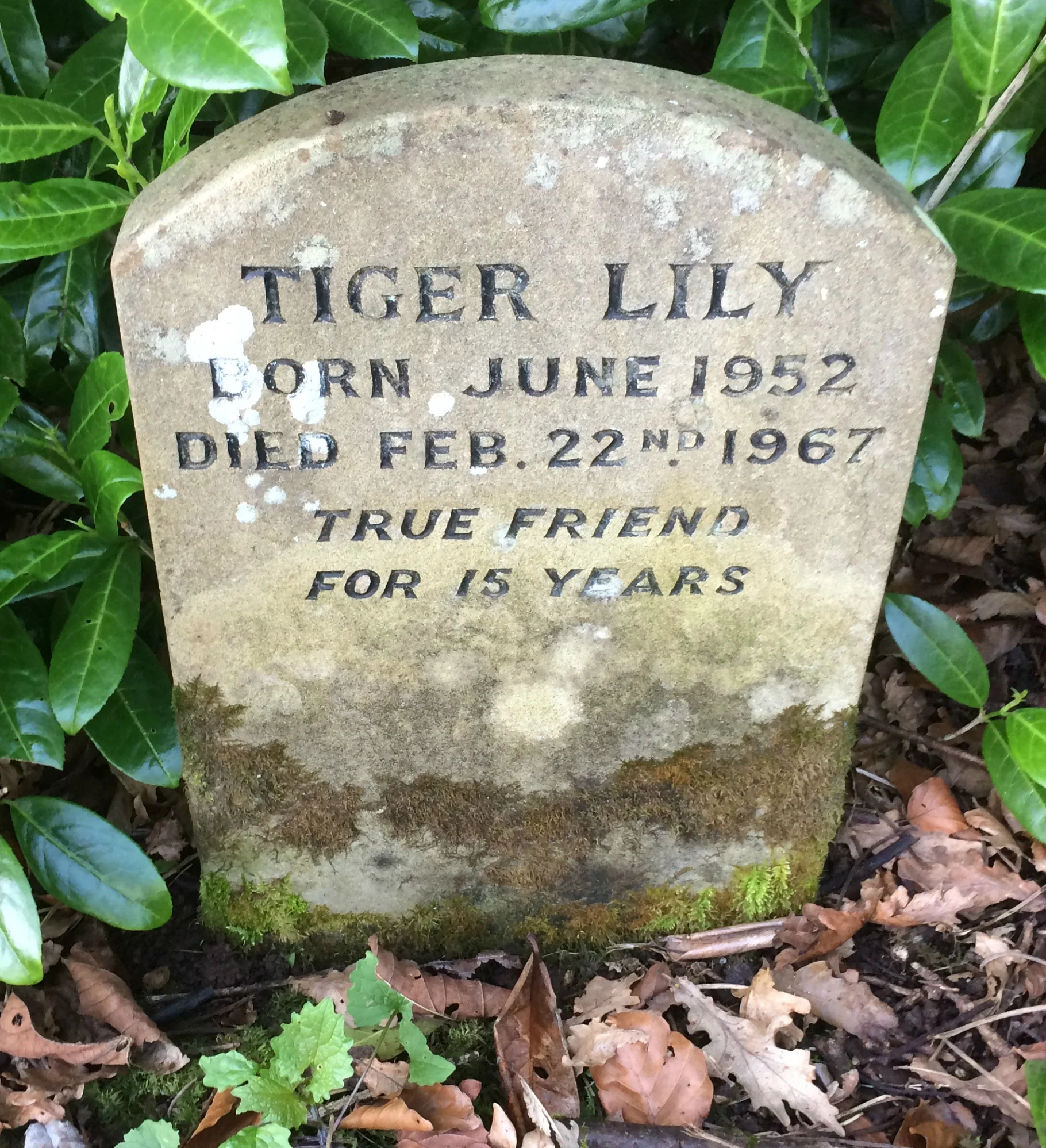 I wonder what breed Tiger Lily was