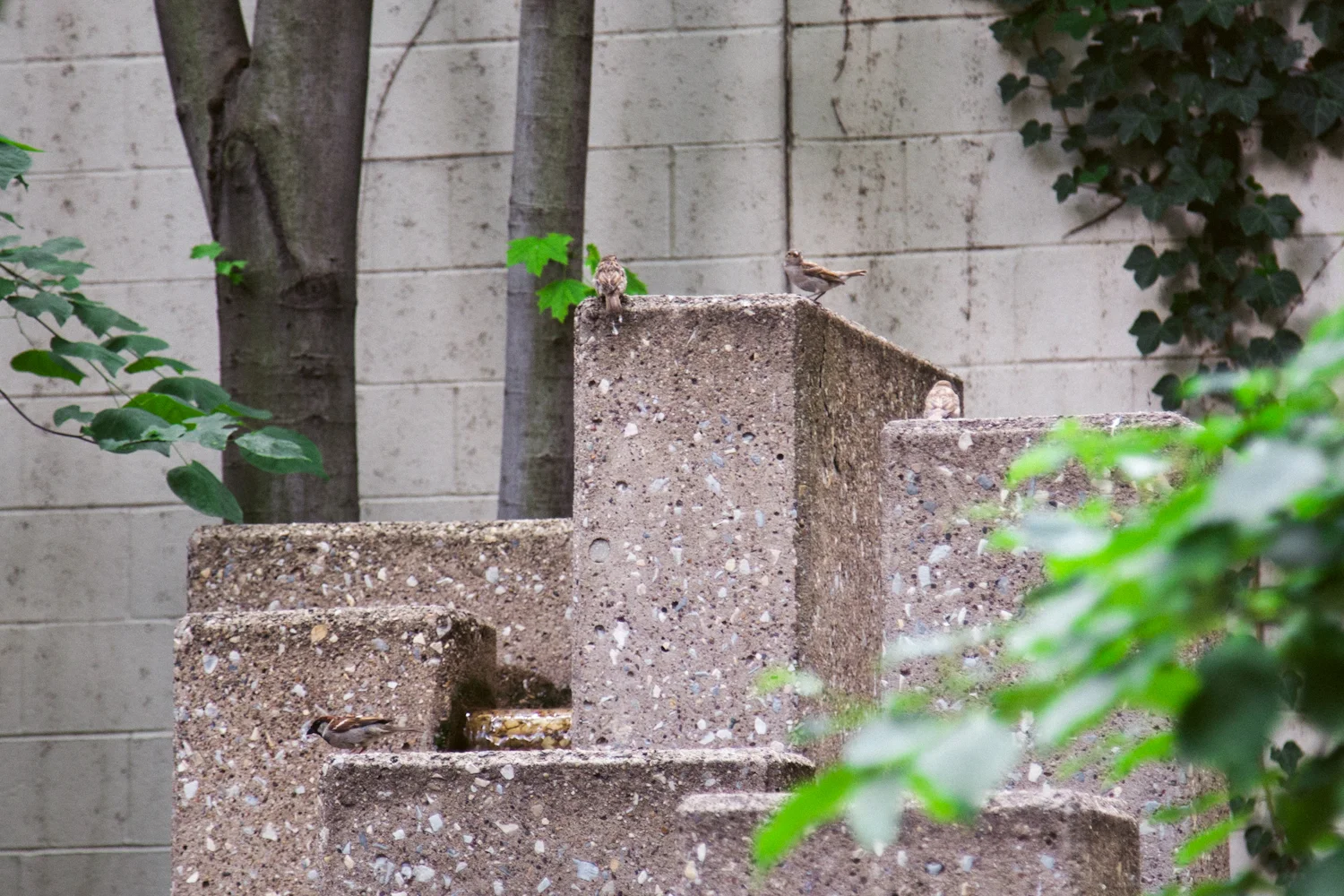 Maddie Hewitt, "The Philadelphia Avian Choir"