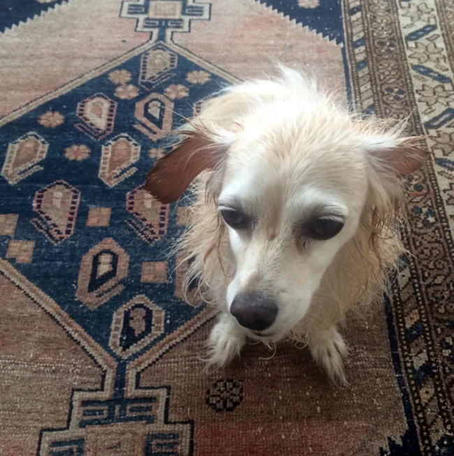lily after bath_adj01-sm.jpg