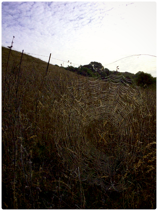 spider web-field-clouds_adj01-sm-03.jpg