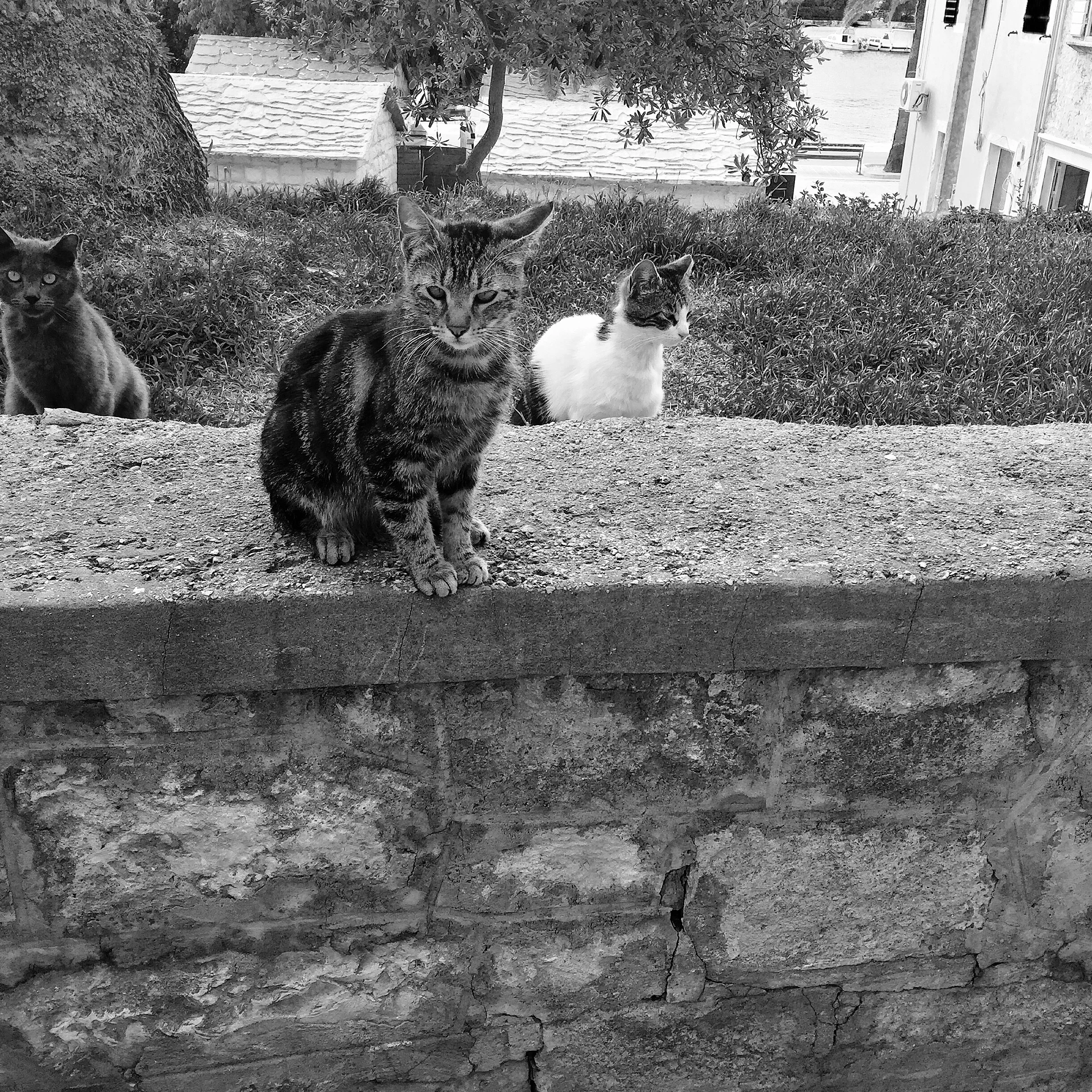 PURRR-3cats.jpg