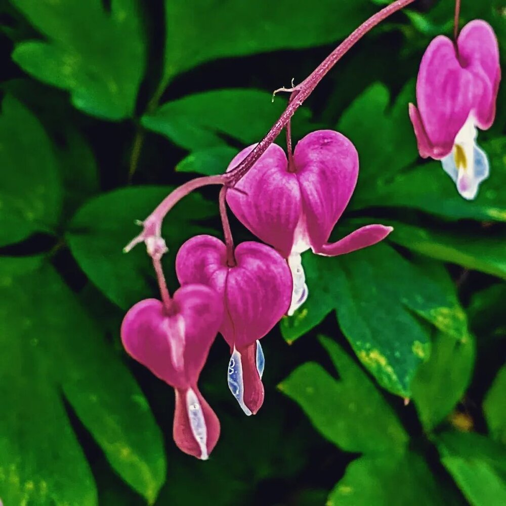 These are Bleeding Heart Flowers, and this is how I feel, heartbroken and mourning for the unspeakable losses of 19 young, innocent lives, and their two teachers at Robb Elementary School in Uvalde, TX.

I'm sorry that we as a nation kept failing our