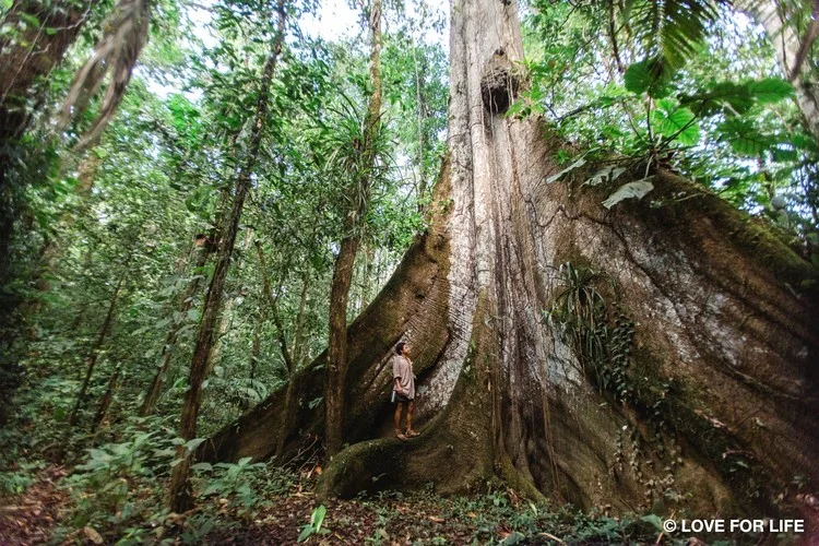 Root of a Ceibo tree in the northeastern Amazon of Ecuador.