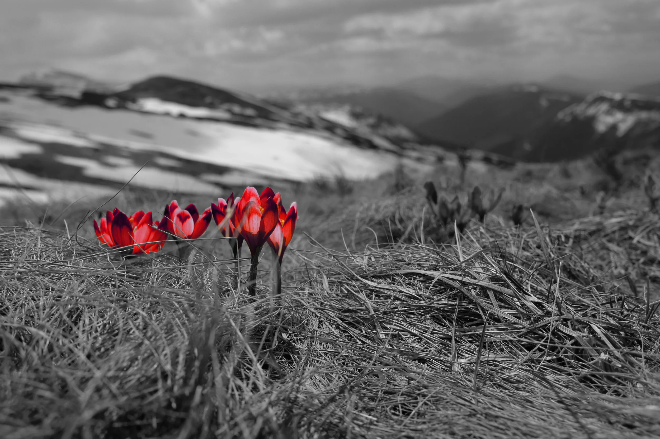 red flowers.jpg