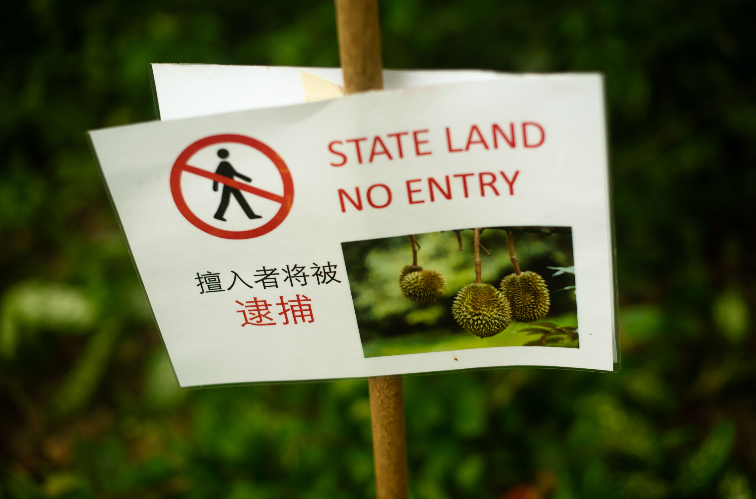 Rice_Media_Durian_Picker_009.JPG