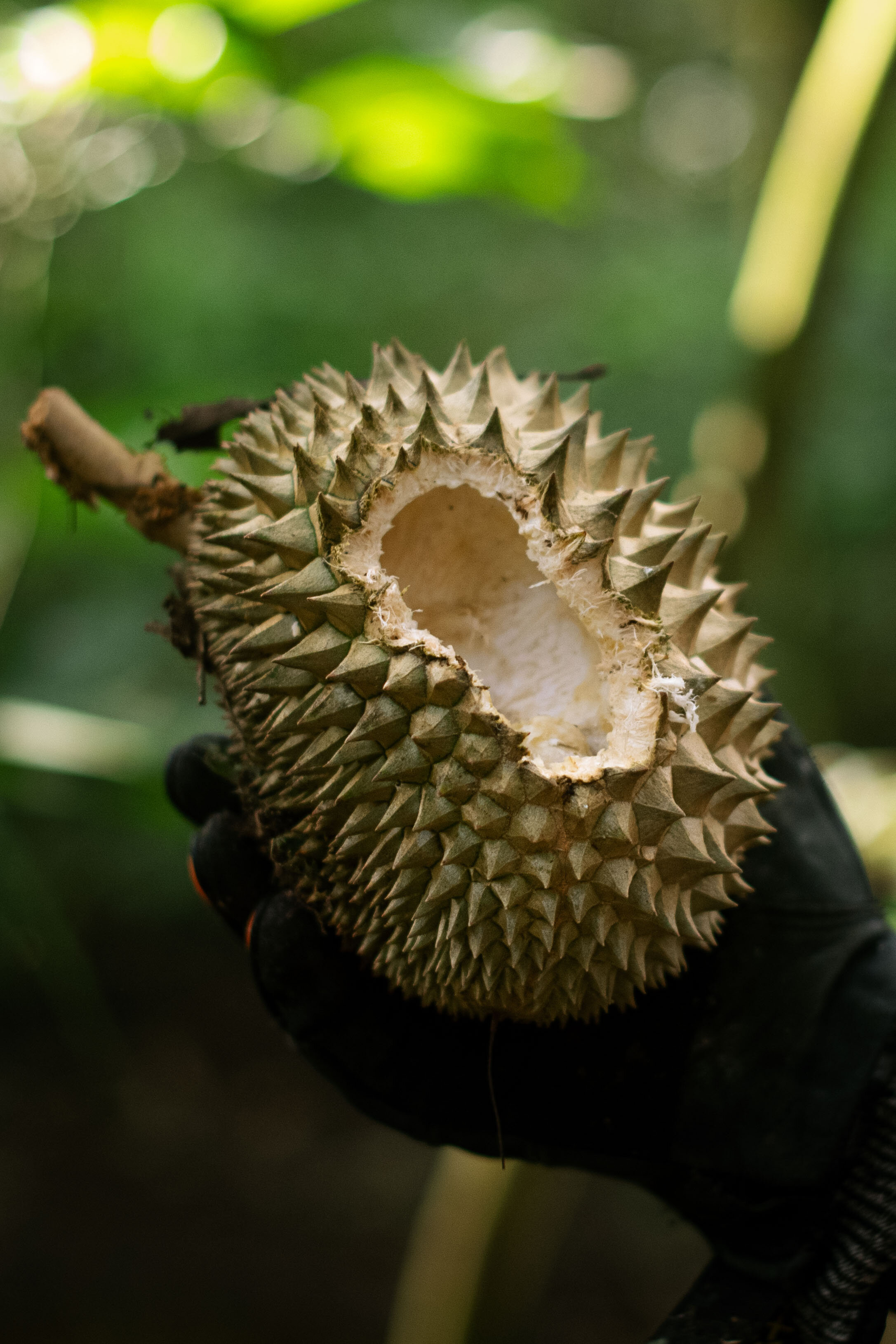 Rice_Media_Durian_Picker_016.JPG