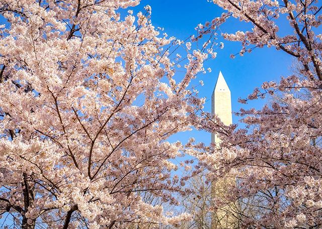 DC&rsquo;s justifiably iconic cherry blossoms, in context. #cherryblossomfestival #washingtondc #springhassprung