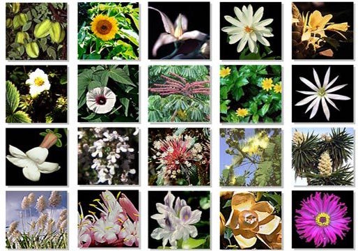 Introduction to Australian Bush Flower — Central Wellness