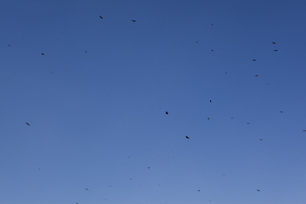 _MG_1100.jpg