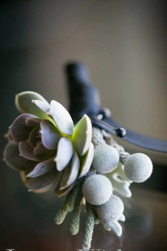 Close-up of a decorative succulent plant with a black knife resting on a surface