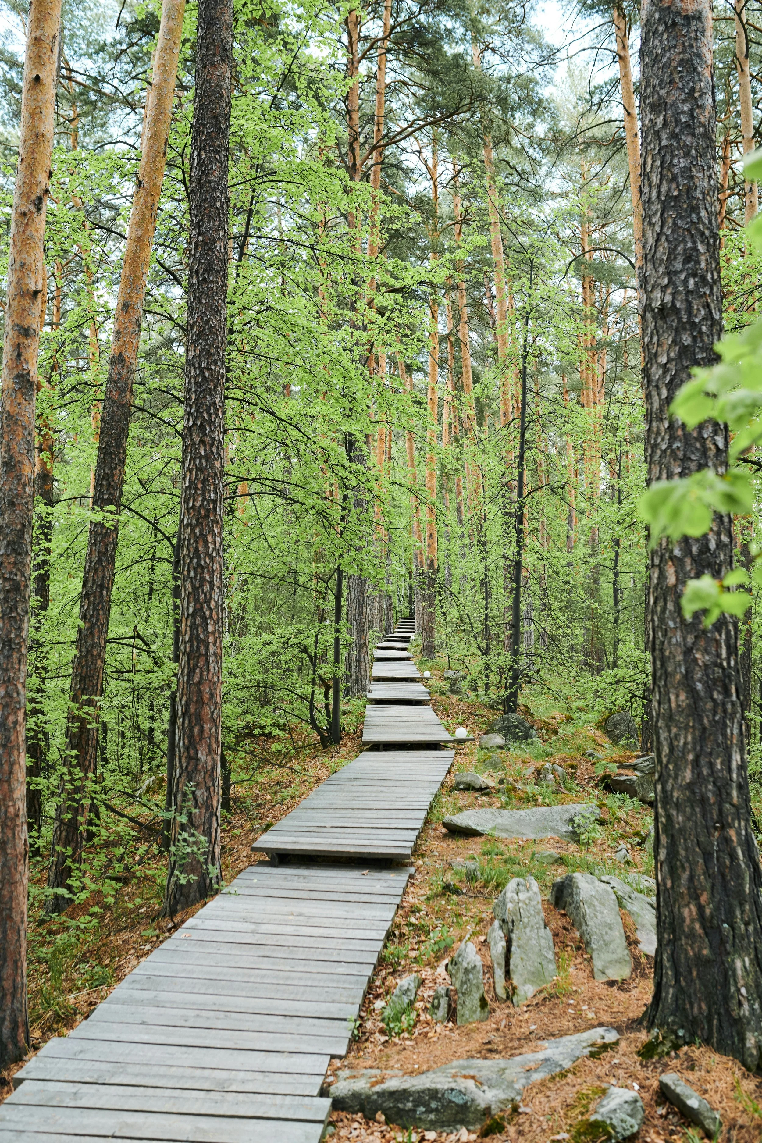 Path Leading into a Serene Wooded Forest