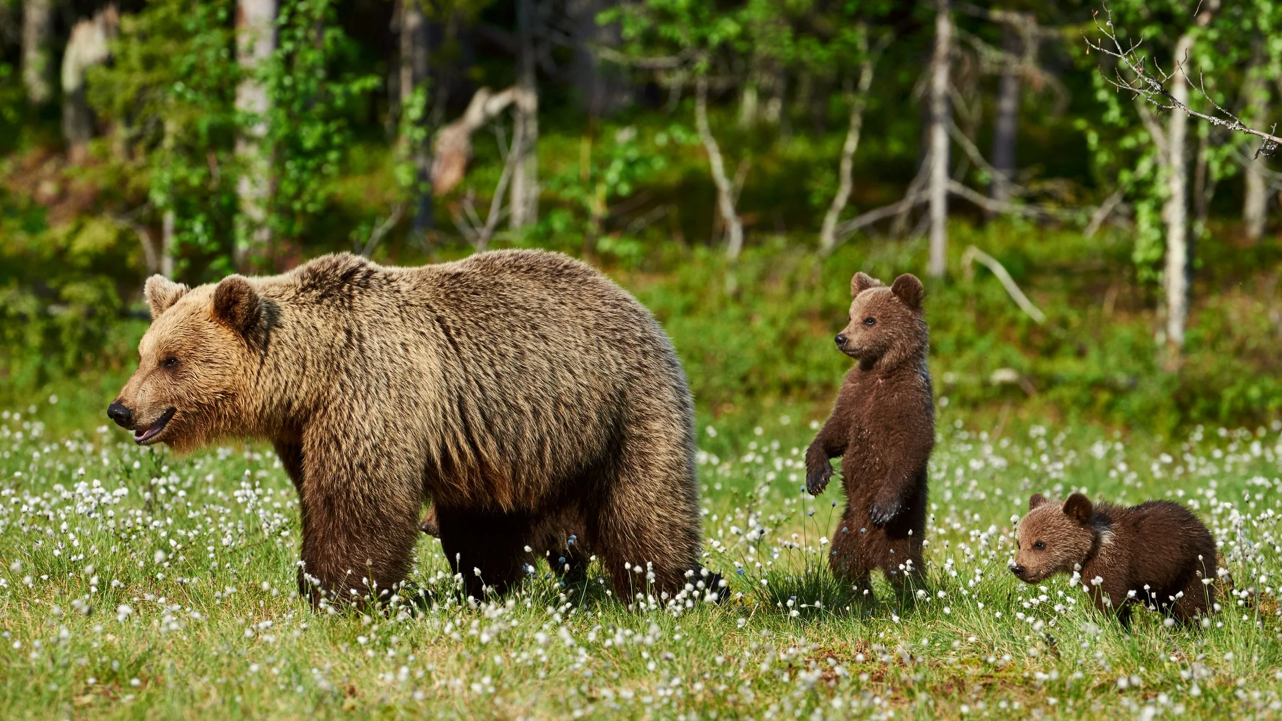 Bear Family getty-images-iYFeRDgGzwI-unsplash.jpg