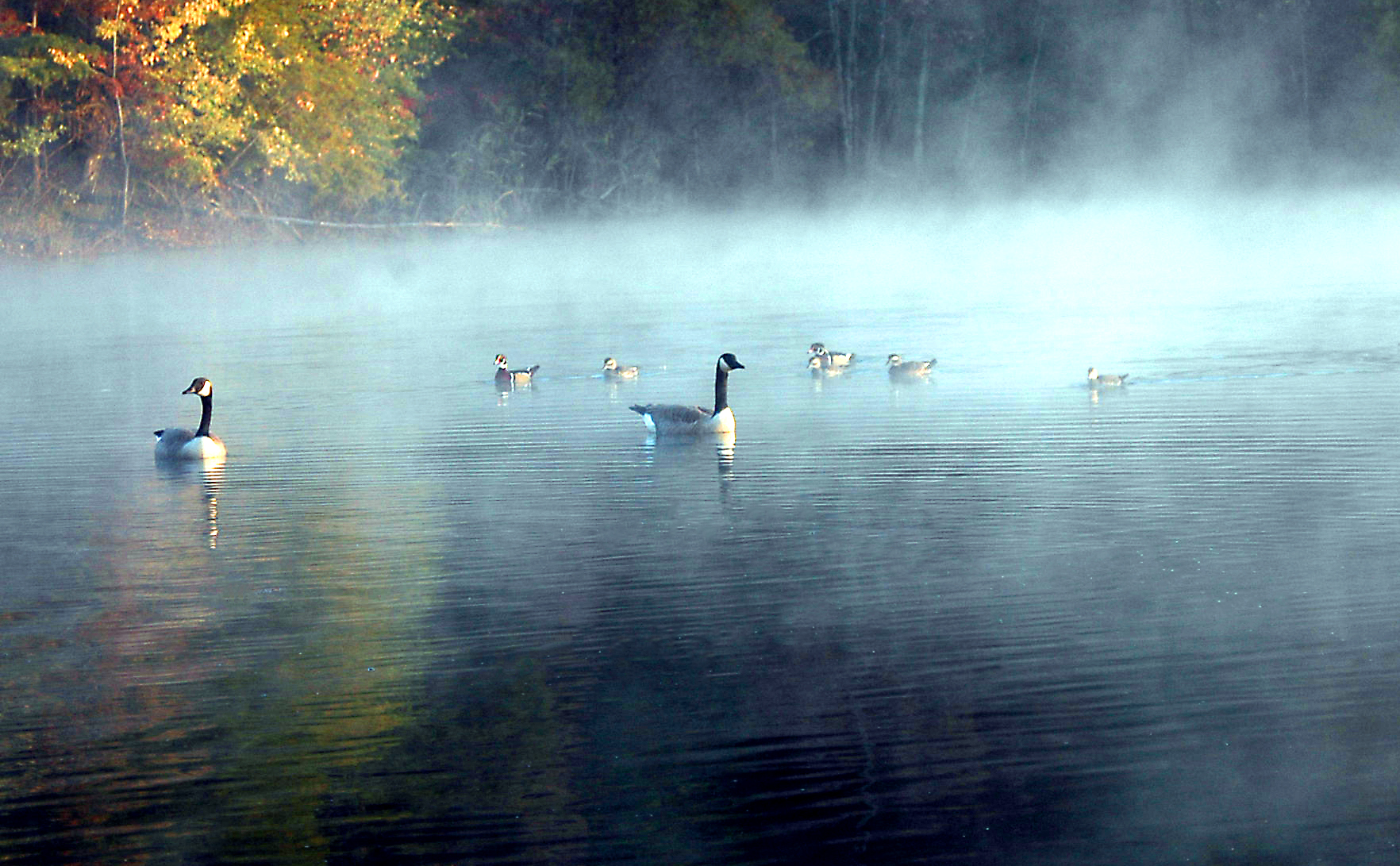 Fal Creek Ducks.jpg