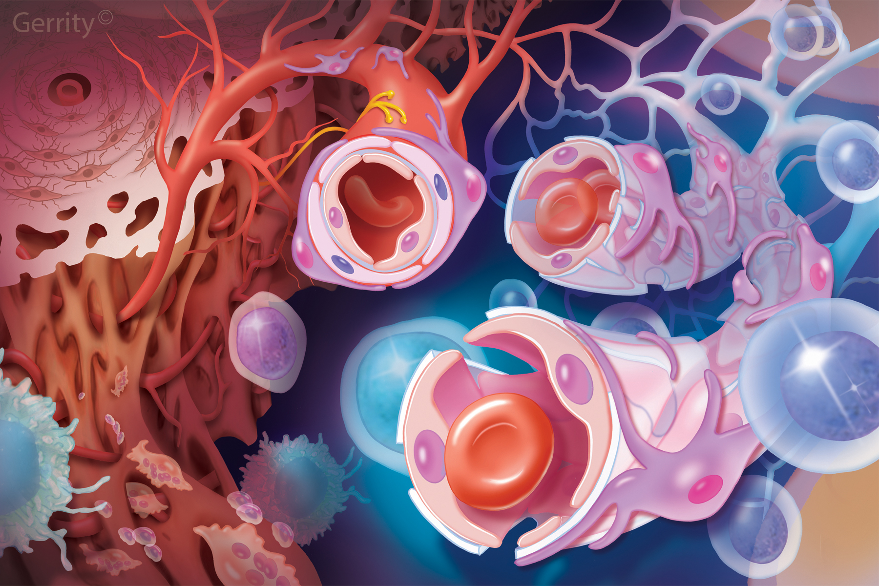 Hematopoietic Stem Cell Niche