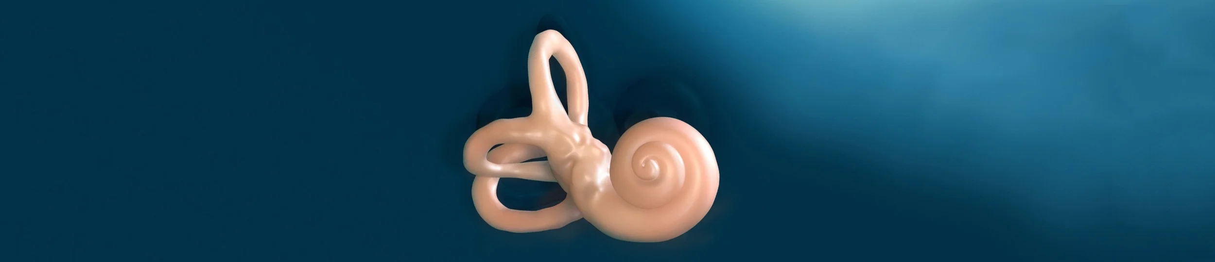 Vestibulocochlear Anatomy