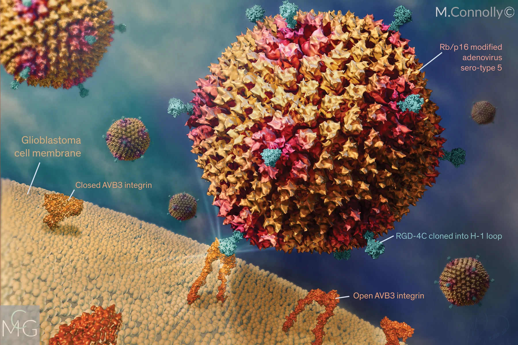 Oncolytic Adenovirus