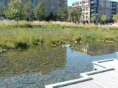 Rain gardens at a park in the Pearl District.